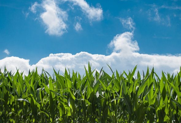 corn field, farm, clouds