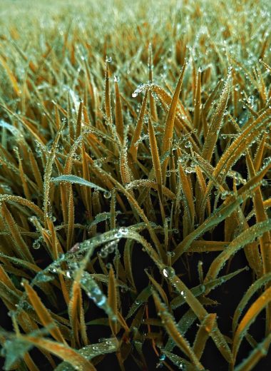 paddy, crop, nature